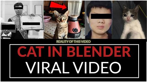 cat in blender twitter original video|More.